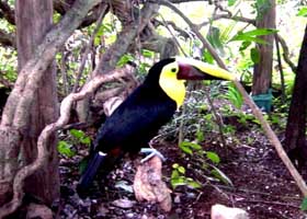 TUCAN