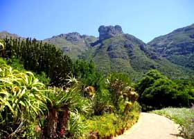 KirstenboschA